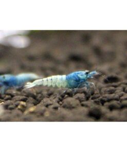BLUE BOLT