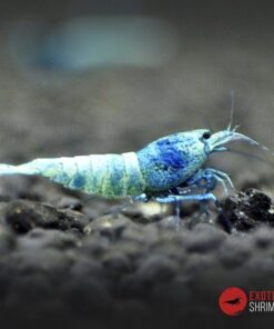 caridina blue bolt exotic shrimp