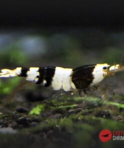 caridina crystal black a-s exotic shrimp
