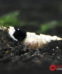caridina crystal black ss exotic shrimp