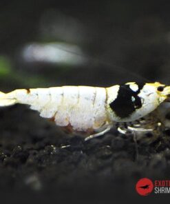 caridina crystal black sss exotic shrimp