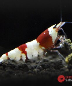 caridina crystal red a-s exotic shrimp 2