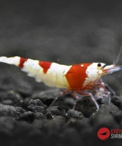 caridina crystal red ss exotic shrimp