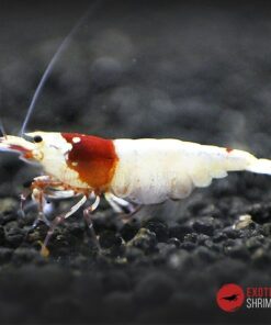 caridina crystal red sss exotic shrimp
