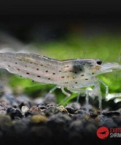 caridina japonica exotic shrimp 2