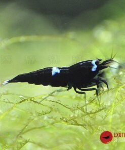caridina king kong exotic shrimp