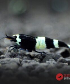 caridina panda exotic shrimp