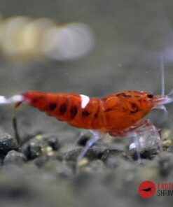 caridina red ruby exotic shrimp