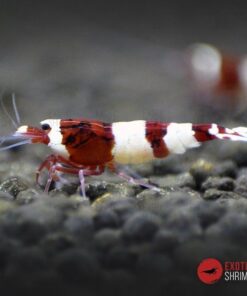 caridina red wine exotic shrimp