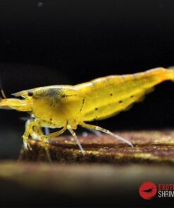 caridina tangerine tiger exotic shrimp