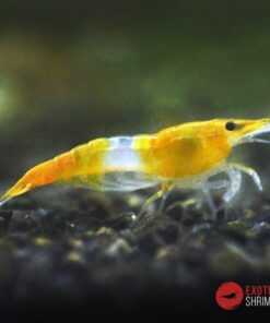 neocaridina Orange rili exotic shrimp