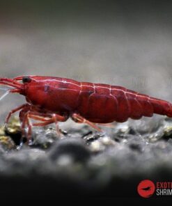 neocaridina bloody mary exotic shrimp