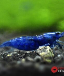 neocaridina blue diamond exotic shrimp