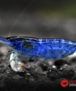 neocaridina blue velvet exotic shrimp