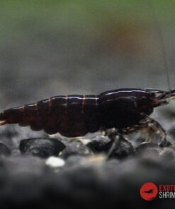 neocaridina chocolate exotic shrimp