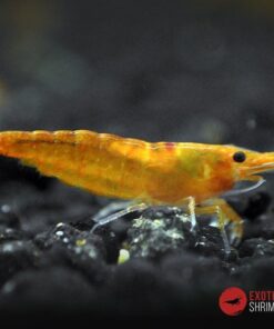neocaridina orange sunkist exotic shrimp