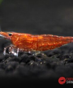 neocaridina red cherry exotic shrimp