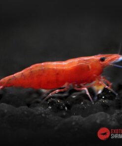 neocaridina red fire exotic shrimp