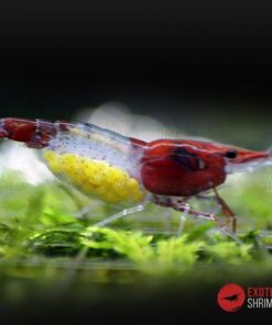 neocaridina red rilli exotic shrimp