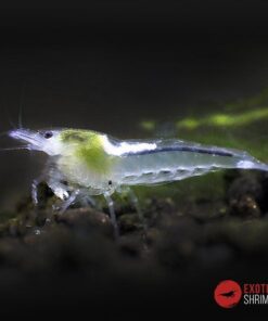 neocaridina snow ball exotic shrimp
