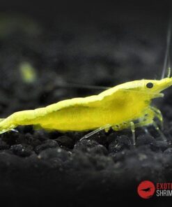 neocaridina yellow golden back exotic shrimp
