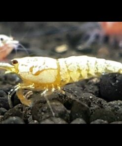 GOLDEN BEE