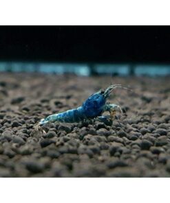 BLUE BOLT SS