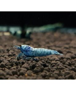 BLUE BOLT SS