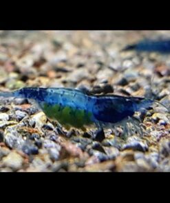 BLUE RILI