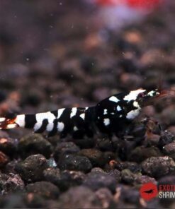 BLACK FANCY TIGER