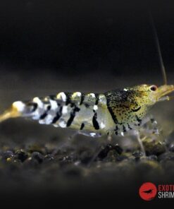 caridina black tibee exotic shrimp