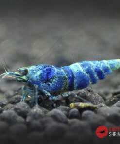 caridina blue bolt sss exotic shrimp