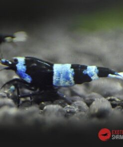 caridina blue panda exotic shrimp