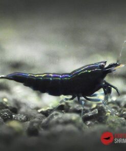 caridina king kong extreme exotic shrimp