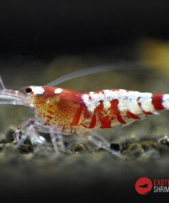 caridina red tibee exotic shrimp
