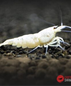 caridina snow white sss exotic shrimp 3