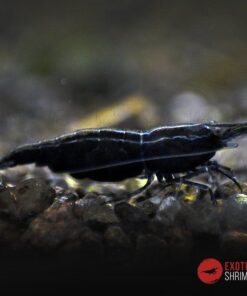 neocaridina black sakura exotic shrimp