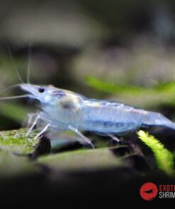 neocaridina blue jelly exotic shrimp