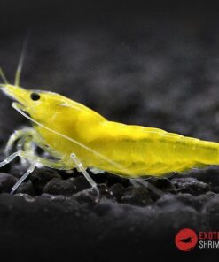 neocaridina yellow fire exotic shrimp