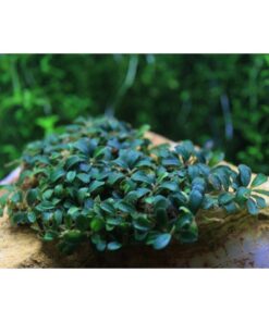 LAMANDAU MINI PURPLE