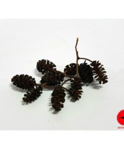 PIÑAS DE ALISO X25