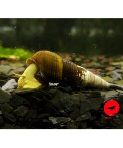 YELLOW RABBIT SNAIL