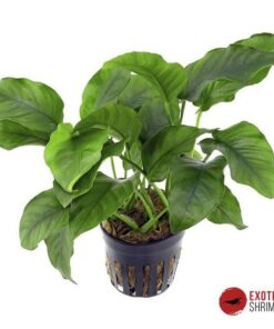 ANUBIAS BARTERI