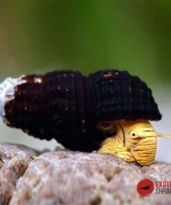 TYLOMELANIA SP. MINI YELLOW