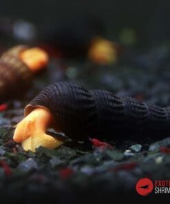 TYLOMELANIA SCALARIOPAS (ORANGE)
