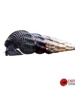 TYLOMELANIA PATRIARCHALIS (WHITE SPOT)