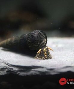 TYLOMELANIA SP. YELLOW SPOTTED