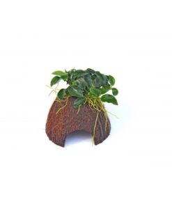 ANUBIAS BONSAI NANO CUEVA