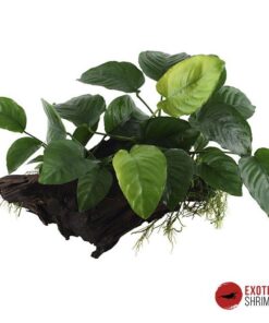 ANUBIAS NANA EN RAÍZ
