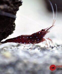 Caridina Dennerli White spot red bee exotic shrimp